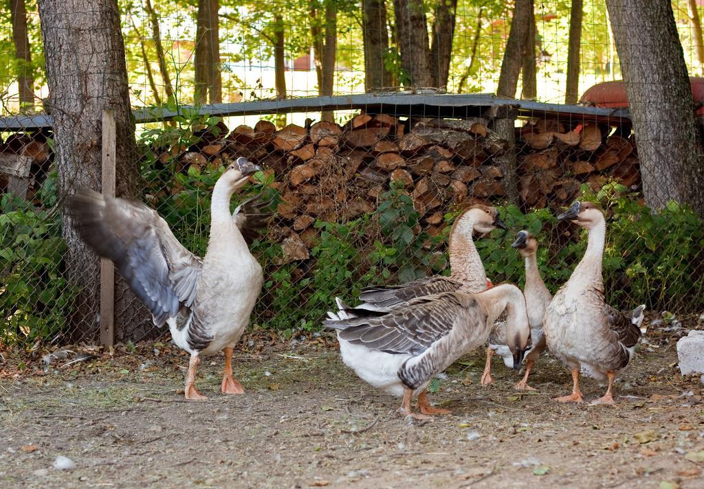 Ziolowa Dolina Olsztyn  Esterno foto
