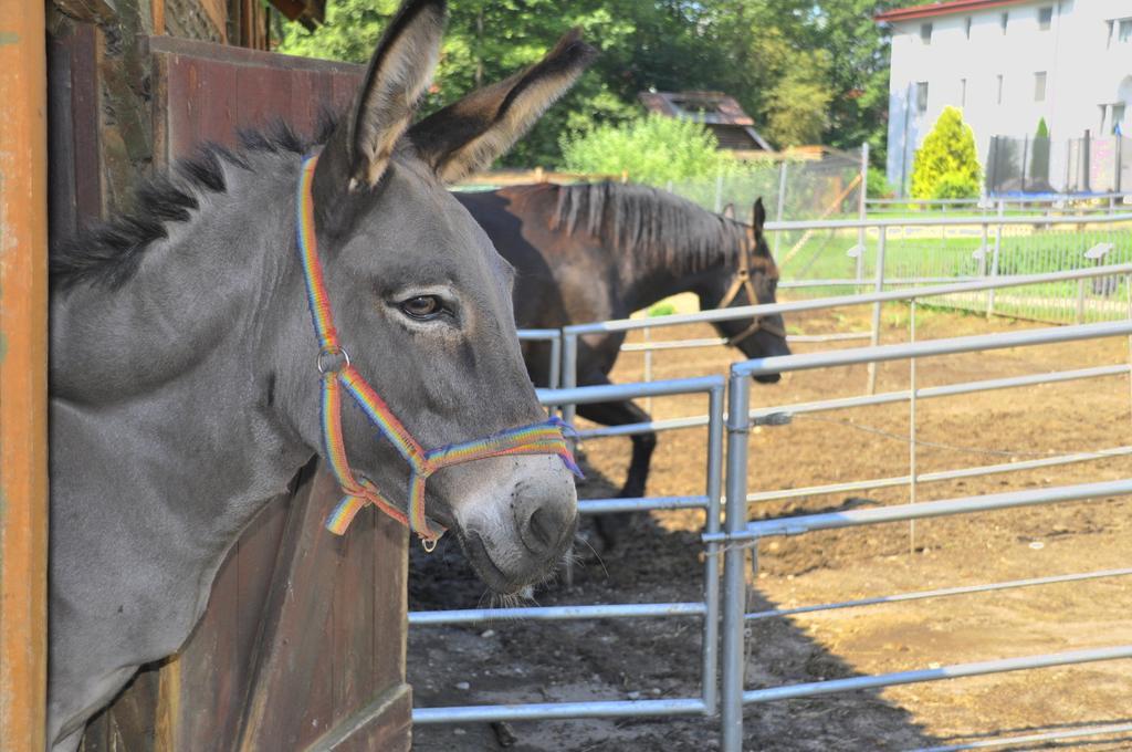 Ziolowa Dolina Olsztyn  Esterno foto