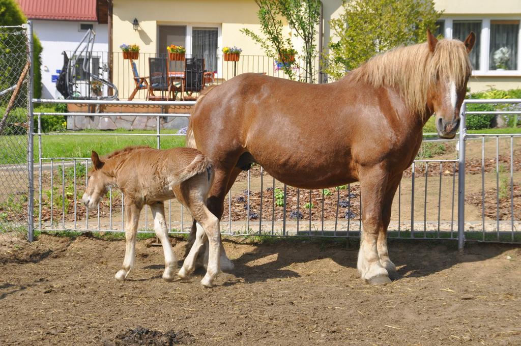 Ziolowa Dolina Olsztyn  Esterno foto