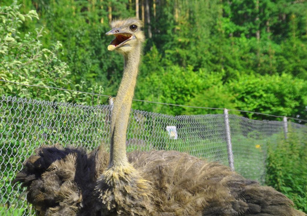 Ziolowa Dolina Olsztyn  Esterno foto